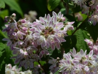 Maiblumenstrauch 'Strawberry Fields' - Deutzia Hybride 'Strawberry Fields' - 7,5 L-Container, Liefergre 100/150 cm