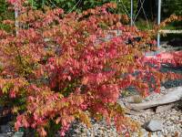 Flgel-Spindelstrauch 'Chicago Fire' - Euonymus alatus 'Chicago Fire' - 10 L-Container, Liefergre 80/100 cm