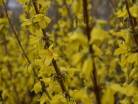 Goldglckchen 'Minigold' - Forsythia intermedia 'Minigold' - 4-5 L-Container, Liefergre 100/125 cm