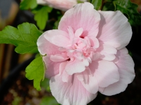 Hibiskus 'Pink Chiffon' - Hibiscus syriacus 'Pink Chiffon' - 3 L-Container, Liefergre 80/100 cm