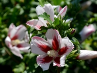 Hibiskus 'Helene' / 'Helena' - Hibiscus syriacus 'Helene' - 3 L-Container, Liefergre 30/40 cm