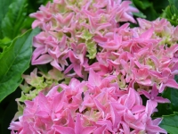 Bauernhortensie 'Tovelit' - Hydrangea macrophylla 'Tovelit' - 3 L-Container, Liefergre 20/30 cm3