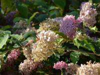 Ballhortensie 'Pink Percussion' - Hydrangea arborescens 'Pink Percussion' - 3 L-Container, Liefergre 40/60 cm