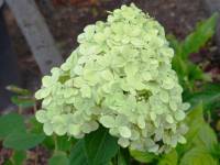 Rispenhortensie 'Limelight' - Hydrangea paniculata 'Limelight' - 5-7,5 L-Container, Liefergre 40/60 cm