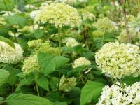 Strauchhortensie/Schneeballhortensie 'Grandiflora' - Hydrangea arboresecens 'Grandiflora' - 7,5 L-Container, Liefergre 60/80 cm