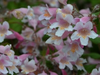 Kolkwitzie 'Pink Cloud' - Kolkwitzia amabilis 'Pink Cloud' - 3 L-Container, Liefergre 80/100 cm