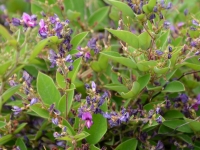 Zweifarbiger Buschklee - Lespedeza bicolor - 3 L-Container, Liefergr��e 100/125 cm