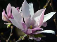 Purpurmagnolie 'Ricki' - Magnolia liliflora 'Ricki' - 4 L-Container, Liefergre 80/100 cm