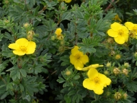 Fingerstrauch 'Goldteppich' - Potentilla fruticosa 'Goldteppich' - 2-3 L-Container