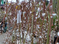 Hngende Palmweide 'Pendula' - Salix caprea 'Pendula' - 5 L-Container, Stammhhe 80 cm