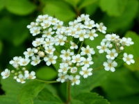 Zwergspiere - Spiraea decumbens - 3-L Container