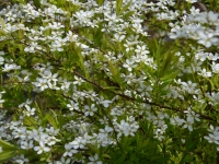Frhlingsspiere - Spiraea thunbergii - 3 L-Container, Liefergre 30/40 cm