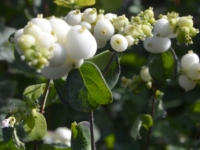 Schneebeere/Amethystbeere 'White Hedge' - Symphoricarpos doorenbosii 'White Hedge' - 3 L-Container, Liefergre 60/80 cm