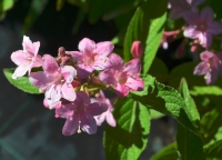 Weigelie 'Styriaca' - Weigela Hybr. 'Styriaca' - 7,5 L-Container, Liefergre 80/100 cm