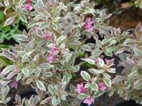 Zwergweigelie 'Monet' - Weigela florida 'Monet' - 3 L-Container, Liefergre 30/40 cm