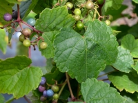 Schreinrebe - Ampelopsis glandulosa - 2 L-Container, Liefergre 80 cm, gestbt