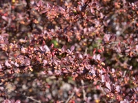 Blutberberitze 'Atropurpurea' - Berberis thunbergii 'Atropurpurea' - 2 L-Container, Liefergre 30/40 cm