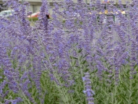 Blauraute 'Blue Spire' - Perovskia atriplicifolia 'Blue Spire' - 3 L-Container, Liefergre 40/60 cm