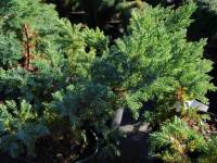 Zwerg-Wacholder 'Blue Swede' - Juniperus squamata 'Blue Swede' - 3 L-Container, Liefergre 20/30 cm