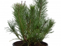 Zwergkiefer - Pinus mugo pumilio - 1,5 L-Container, Liefergre 30/40 cm