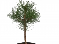 Schwarzkiefer - Pinus nigra subsp. nigra - 4 L-Container, Liefergre 60/80 cm