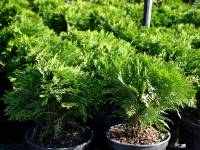 Zwerg Kugel-Lebensbaum 'Danica' - Thuja occidentalis 'Danica' - 3 L-Container, Liefergre 25/30 cm