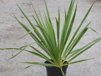 Yucca filamentosa - Palmlilie - 2-3 L-Container