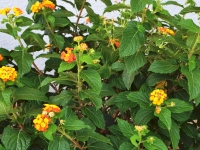 Wandelr�schen - Lantana camara - 5 L-Container, Liefergr��e 40/60 cm