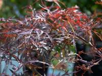 Dunkelroter Schlitzahorn 'Garnet' - Acer palmatum 'Garnet' - 3 L-Container, Liefergre 40/60 cm