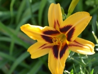 Hemerocallis Hyride 'Bonanza' - Taglilie - 2 L-Container