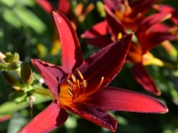 Hemerocallis Hyride 'Sammy Russel' - Taglilie - 1-2 L-Container