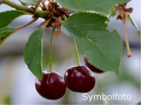 Zwerg-Kirsche - Prunus avium - 3-4 L-Container, Liefergre 80/100 cm
