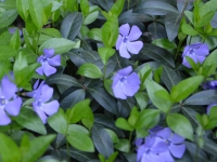 Kleinblttriges Immergrn - Vinca minor - 0,5 L-Container