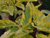 Gelbbunter Hartriegel 'Spaethii' - Cornus alba 'Spaethii' - 10 L-Container, Liefergre 60/80 cm