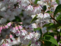 Gefllter Sternchenstrauch 'Pride of Rochester' - Deutzia scabra 'Pride of Rochester' - 7,5 L-Container, Liefergre 100/150 cm