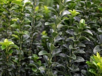 Japanischer Spindelstrauch 'Green Spire' - Euonymus japonica 'Green Spire' - 5 L-Container, Liefergre 40/60 cm