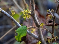 Virginische Zaubernuss - Hamamelis virginiana - 5 L-Container, Liefergre 100/125 cm