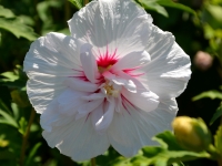 Hibiskus 'China Chiffon' - Hibiscus syriacus 'China Chiffon' - 3 L-Container, Liefergre 80/100 cm