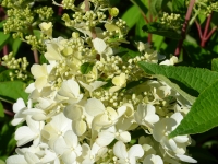 Rispenhortensie 'Candlelight' - Hydrangea paniculata 'Candlelight' - 5-7,5 L-Container, Liefergre 40/60 cm