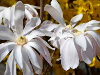 Sternmagnolie 'Rosea' - Magnolia stellata 'Rosea' - 4 L-Container, Liefergre 100/125 cm