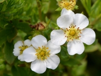 Fingerstrauch 'Snowflake' - Potentilla fruticosa 'Snowflake' - 3 L-Container