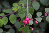 Schneebeere/Purpurbeere 'Hancock' - Symphoricarpos chenaultii 'Hancock' - 2 L-Container, Liefergre 30/40 cm