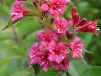 Weigelie 'Bristol Ruby' - Weigela florida 'Bristol Ruby' - 7,5 L-Container, Liefergre 80/100 cm