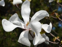 Groe Sternmagnolie 'Merril' - Magnolia loebneri 'Merril' - 4 L-Container, Liefergre 100/125 cm