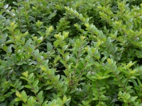 Heckenmyrte 'Maigrn' - Lonicera nitida 'Maigrn' - 0,5 L-Container