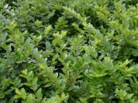 Heckenmyrte 'Maigrn' - Lonicera nitida 'Maigrn' - 0,5 L-Container