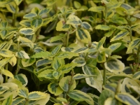 Kriechspindelstrauch 'Emerald'n Gold' - Euonymus fortunei 'Emerald'n Gold' - 0,5 L-Container