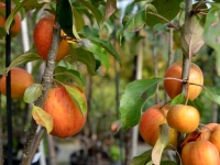 Zwergapfel - Malus domestica - 3-4 L-Container, Liefergre 80/100 cm