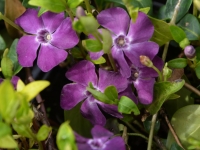 Kleinblttriges Immergrn 'Atropurpurea' - Vinca minor 'Atropurpurea' - 0,5 L-Container