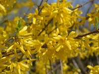 Forsythia intermedia 'Weekend' - Goldglckchen - 4 L-Container, Liefergre 80/100 cm